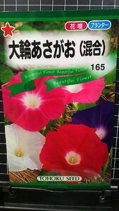 ３袋セット 大輪 あさがお 混合 朝顔 種 郵便は送料無料