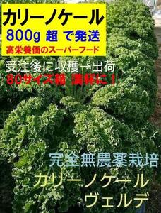 【送料無料】カリーノケール(ヴェルデ／緑)　完全無農薬　イタリア野菜　800gオーバー　農家直送