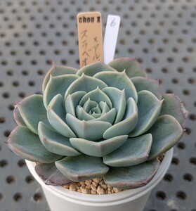 6.スアベオレンス×アルバミニ【初出品】 実生苗 エケベリア 国産 多肉 Echeveria