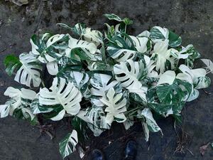 最高級 希少 モンステラボルシギアナ ホワイトタイガーおまとめ12株Varigated Monstera Borsigana white tiger