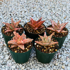 多肉植物 アロエ ハイブリッド ５種類セット Aloe hybrid