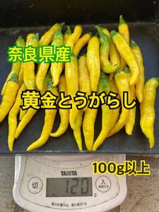 奈良県産　黄金唐辛子(おうごんとうがらし) 100g以上