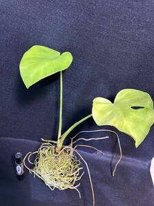 a59 モンステラ 斑入り 発根済み 天津蘭 ホワイトモンスター デリシオーサ variegata 白斑 Monstera deliciosa 売り切り