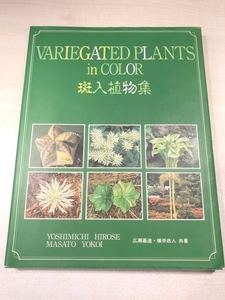 VARIEGATED PLANTS in COLOR 斑入植物集　広瀬嘉道　横井政人共著　送料430円　【a-5740/】