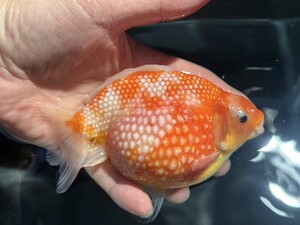 埼玉県 木村養魚場　ピンポンパール 2023年産まれ 2才No.2