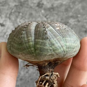 【B5654】S級扁平型！！【選抜株】ユーフォルビア オベサ Euphorbia obesa ( 検索 アガベ 塊根植物 多肉植物 )