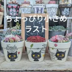 多肉植物❤リメ鉢❤ちょっぴり小さめ❤デコパージュ❤黒猫❤シンプル❤3個セット❤