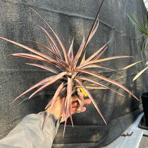 ブロメリア　コレクション　Tillandsia novakii ベラクルス　メキシコ