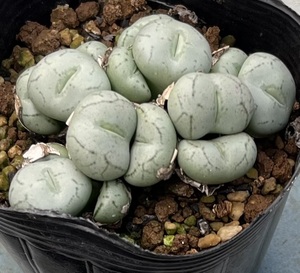 コノフィツム　Conophytum minimum “praecintum”Rooinek ①