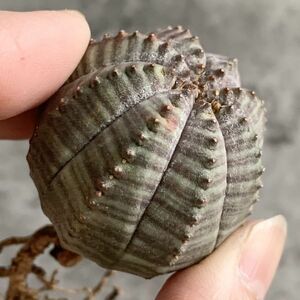 【B5628】【選抜株】ユーフォルビア オベサ Euphorbia obesa ( 検索 アガベ 塊根植物 多肉植物 )