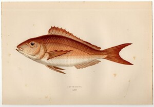 1877年 コーチ 英国の魚類史 多色石版画 タイ科 パゲルス属 ERYTHRINUS 博物画