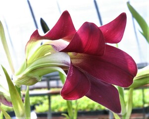 紅花ウバユリ、１球、開花見込球、夏休眠、裸で送ります☆