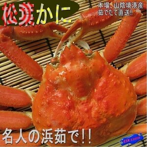 名人の浜茹で「松葉蟹 2尾で1kg」冷凍/山陰境港産　【即納】