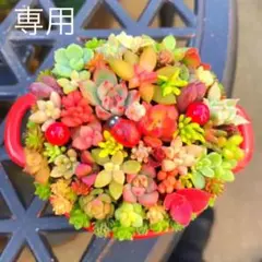 そのまま飾れる多肉植物寄せ植え　鍋鉢　管理書付