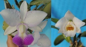 T♪洋蘭　 Cattleya walkeriana f.Pelora`H&R