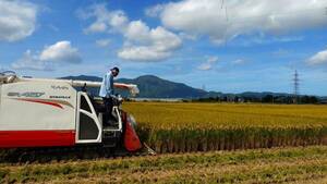 【令和6年産】 新米 農薬約7割減 新潟県認証 特別栽培米 新之助 白米 紙袋10kg