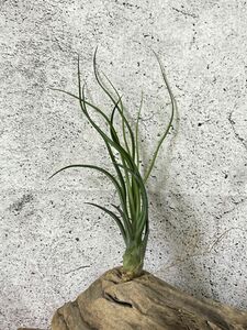 【Frontier Plants】チランジア・ブラキカウロスｘブルボーサ T. brachycaulous x bulbosaエアプランツ ブロメリア