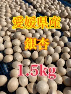 銀杏 ぎんなん 大粒 愛媛県産1.5kg