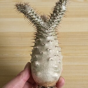 F624 塊根植物 Pachypodium rosulatum パキポディウム グラキリス X パキポディウム アンボンゲンセ 実生選抜大株 