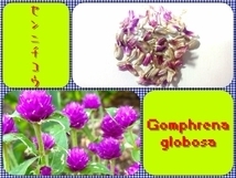 【送料無料】センニチコウ(紫)花柄100個(種子50個以上)