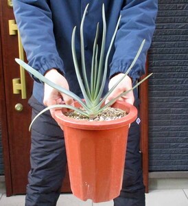 【現品】アロエ・プリカティリス（Aloe plicatilis）7号　た３番