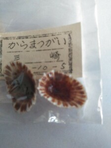 ◆1円スタート【からまつがい】■貝■希少なサンプル■標本◆1956年10月5日保存