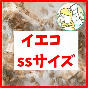 SSサイズ 【250匹+死着保証20%】 送料込み1000円 イエコ　ヨーロッパイエコオロギ　送料無料