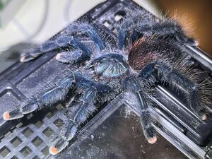 【♀確定】Avicularia metallicaピンクトゥツリースパイダータランチュラ LS8cm程 ムカデセンチピードサソリヤスデカマキリマンティス奇蟲