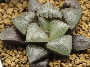 ■[W049]パルナシウス実生×老川黒コンプト　実生　未繁殖【多肉植物　Haworthia　ハオルチア　ハオルシア】