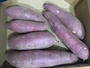 789.お買い得千葉県産さつまいも、箱込み約1.3kg