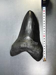 ◆実物美形化石複製品・最大級メガロドンの歯２０８ｍｍ　セレーション鮮明　MEGALODON　巨大ザメ レプリカ　教材　◆