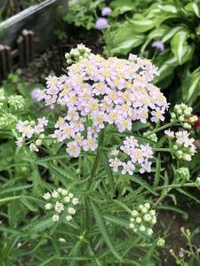 花種　キタノコギリソウ　宿根　花殻10個　ラブリーピンク　北海道より