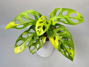 「19」Monstera Adansonii Aurea Variegata マドカズラ　斑入り　モンステラ アダンソニー　オーレア　バリエガータ