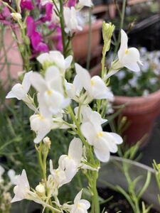 花の種☆白 リナリア☆①☆残りわずか！