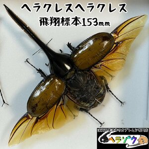 [飛翔標本]ヘラクレスヘラクレス153mm標本新品シーラケース付き（ヘラクレスオオカブト原名亜種DHヘラクレス死虫）