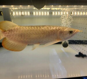 1800水槽用(172㎝)　テンニングライト　真紅AROWANA TANNING LIGHT　紅龍　金龍　アロワナ　LED2700K　3列LED