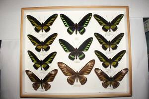 蝶（標本）アカエリ・オオアカエリトリバネアゲハ　ケース ドイツ箱 こげ茶色　 サイズ（幅）５０，９X（奥）４１，８X（高）５、５ｃｍ
