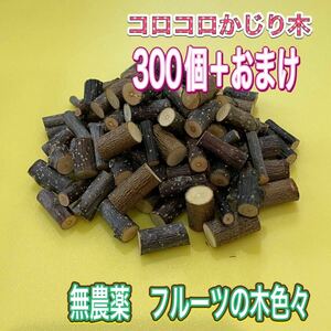 コロコロかじり木　300個＋おまけ　無農薬　フルーツの木