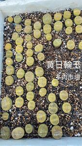 新入荷　多肉植物　リトープス　黄日輪玉　ランダム10苗　大小混合　抜き苗