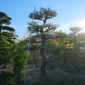 （株）一樹園　　 黒松　 　　庭木／樹齢80年　　植木　庭園樹　箱庭　造園