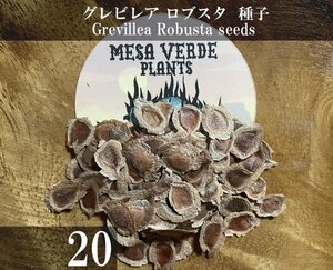 ハゴロモノキ / グレビレア ロブスタ 種子 20粒+α Grevillea Robusta 20 seeds+α 種