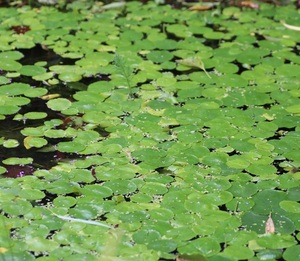 送料無料 画像 データ 水草 植物 ウチワゼニクサ　Prickly pear water leaves photo photography 　