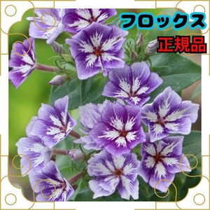 種 フロックス シュガースター 10粒 正規品 即決 豪華 花期 長い 花壇 プランター 花 タネ たね 種子 春まき 秋まき 切花