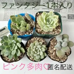 【匿名配送】　ピンク多肉多め　5苗セット　多肉植物　エケベリア　色々詰め合わせ