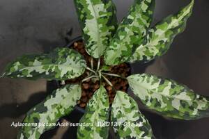 【イベント告知！】 LA便！ Aglaonema pictum Aceh sumatera 【LA0121-01z-b】 アグラオネマ ホマロメナ ジメジメ系 ピクタム パルダリウム