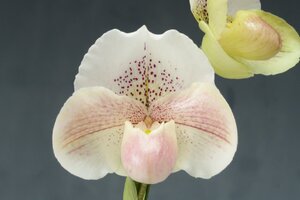 洋蘭 パフィオ TA11855 TB17-36 Paph. (Snow Tiger 