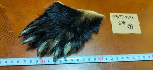 ●熊の爪●ツキノワグマの爪5本（4） 月の輪熊 月輪熊 ベアークロー 熊 クマの手 熊の手 くまの爪 クマの爪 熊の手 アクセサリー