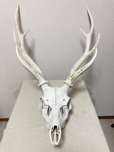 シカの角 鹿の角 頭蓋骨付 雄鹿 ニホンジカ ハンティングトロフィー スカル オブジェ インテリア 標本 剥製