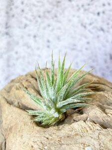 【Frontier Plants】 チランジア・チランジア・イオナンタ・エナノ T. ionantha Enano ブロメリア　エアプランツ