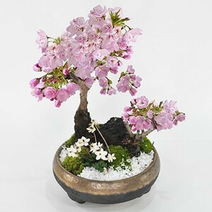 盆栽 桜の寄せ植え 大小の桜に小さいバイカオウレンがかわいい桜の公園風 盆栽 陶器鉢6号 ギフト かわいい おしゃれ 初心者 贈り物 さくら